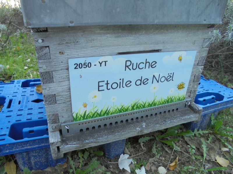 La ruche Etoile de Noel