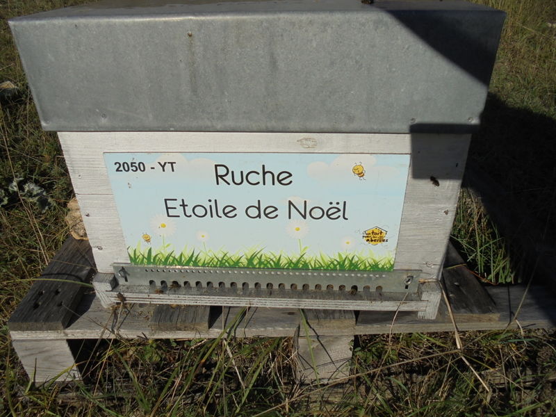 La ruche Etoile de Noel