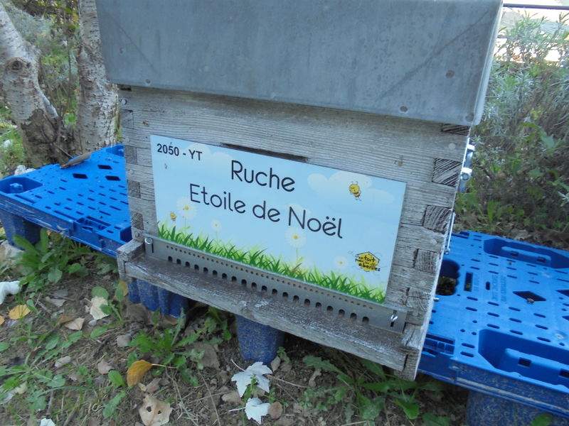 La ruche Etoile de Noel