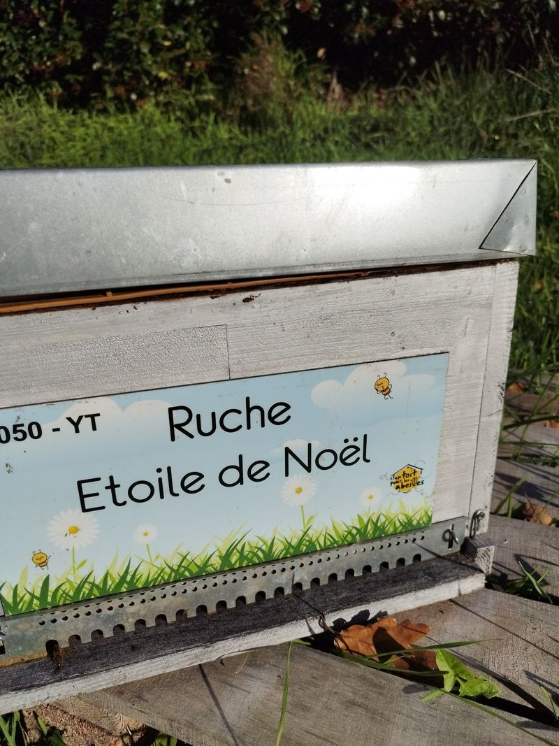 La ruche Etoile de Noel