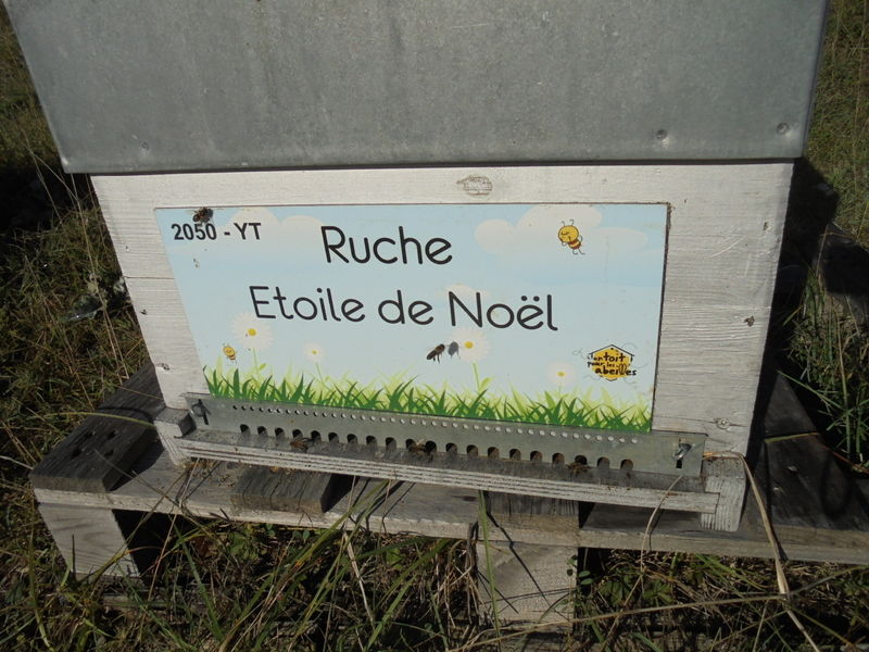 La ruche Etoile de Noel
