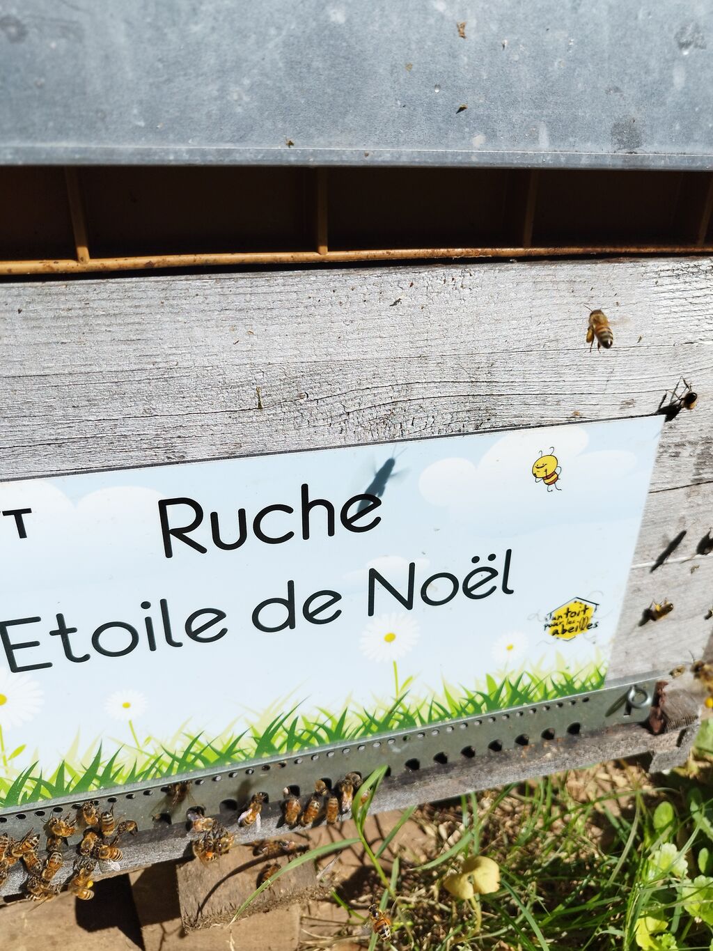 La ruche Etoile de Noel