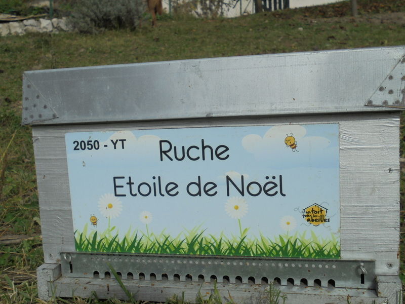La ruche Etoile de Noel