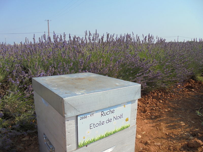 La ruche Etoile de Noel