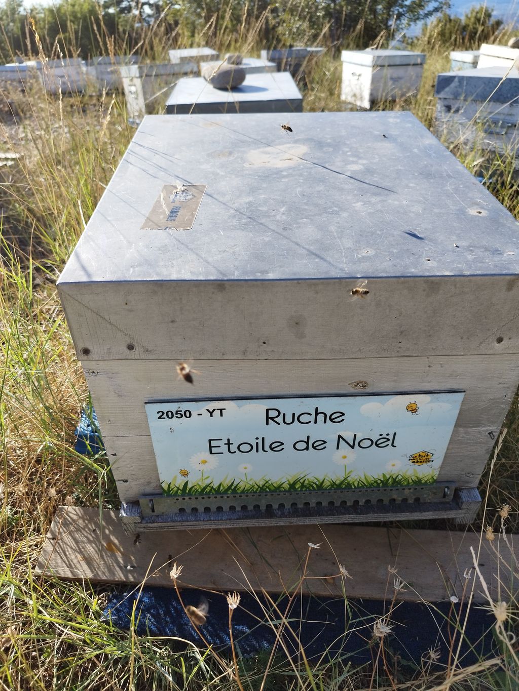 La ruche Etoile de Noel