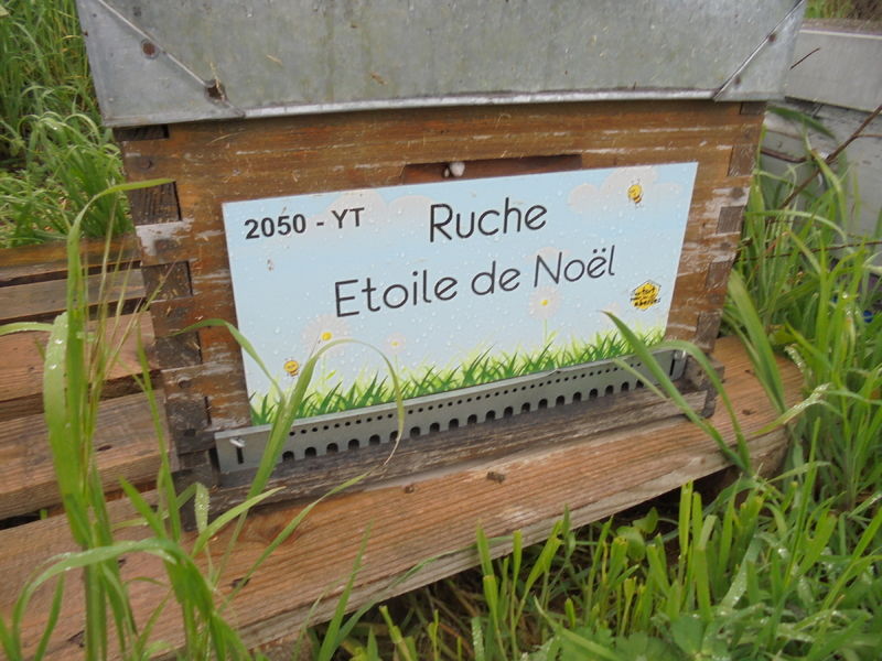 La ruche Etoile de Noel