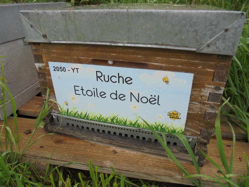 La ruche Etoile de Noel