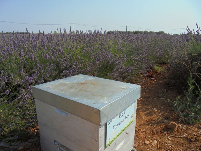 La ruche Etoile de Noel