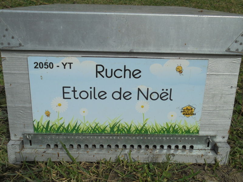 La ruche Etoile de Noel