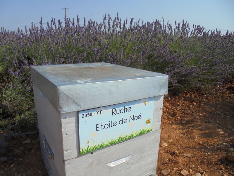 La ruche Etoile de Noel
