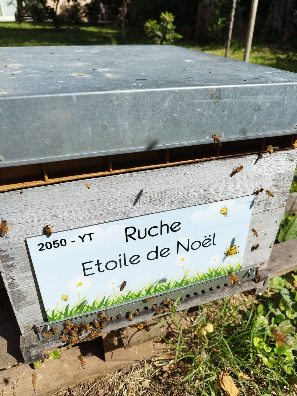 La ruche Etoile de Noel