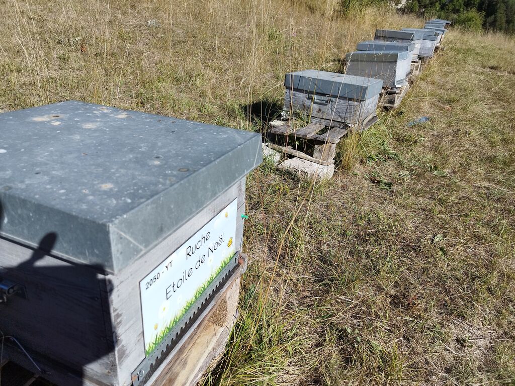 La ruche Etoile de Noel