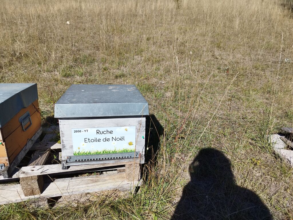La ruche Etoile de Noel