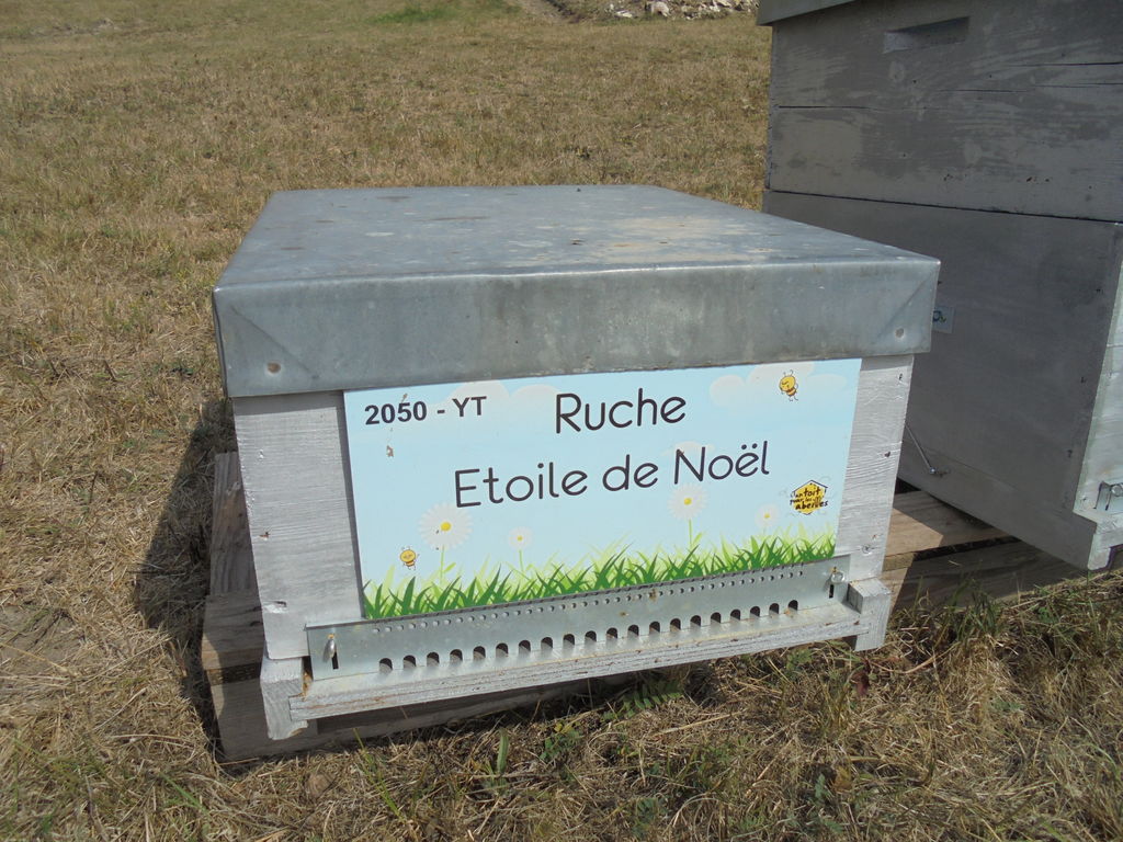 La ruche Etoile de Noel
