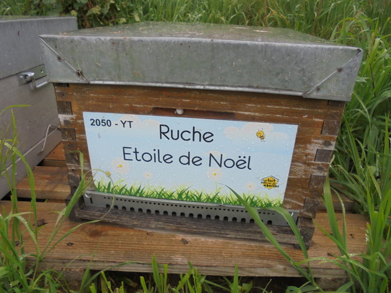 La ruche Etoile de Noel