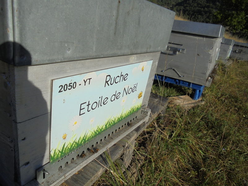 La ruche Etoile de Noel