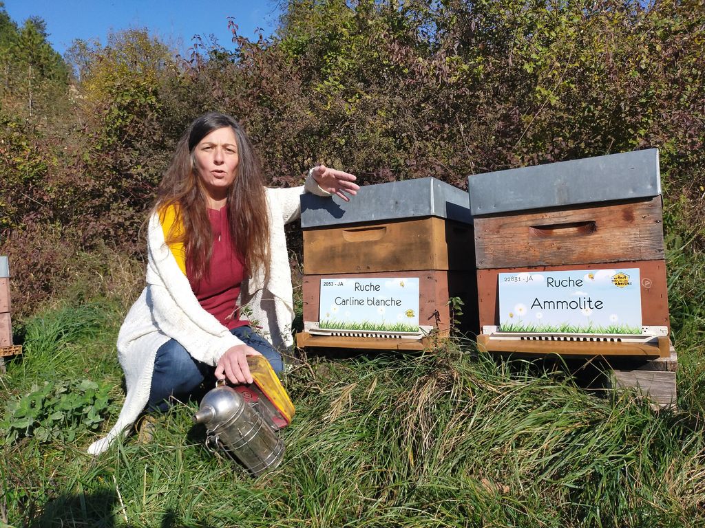 La ruche Carline blanche
