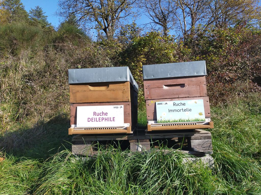 La ruche Immortelle