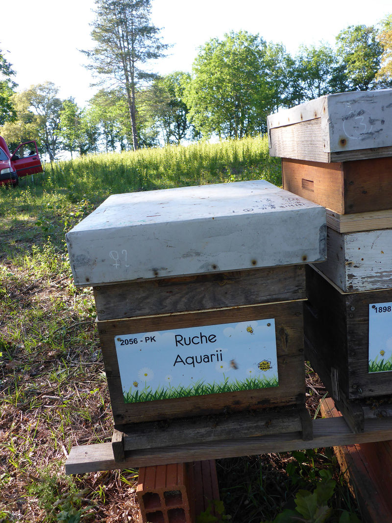 La ruche Aquarii
