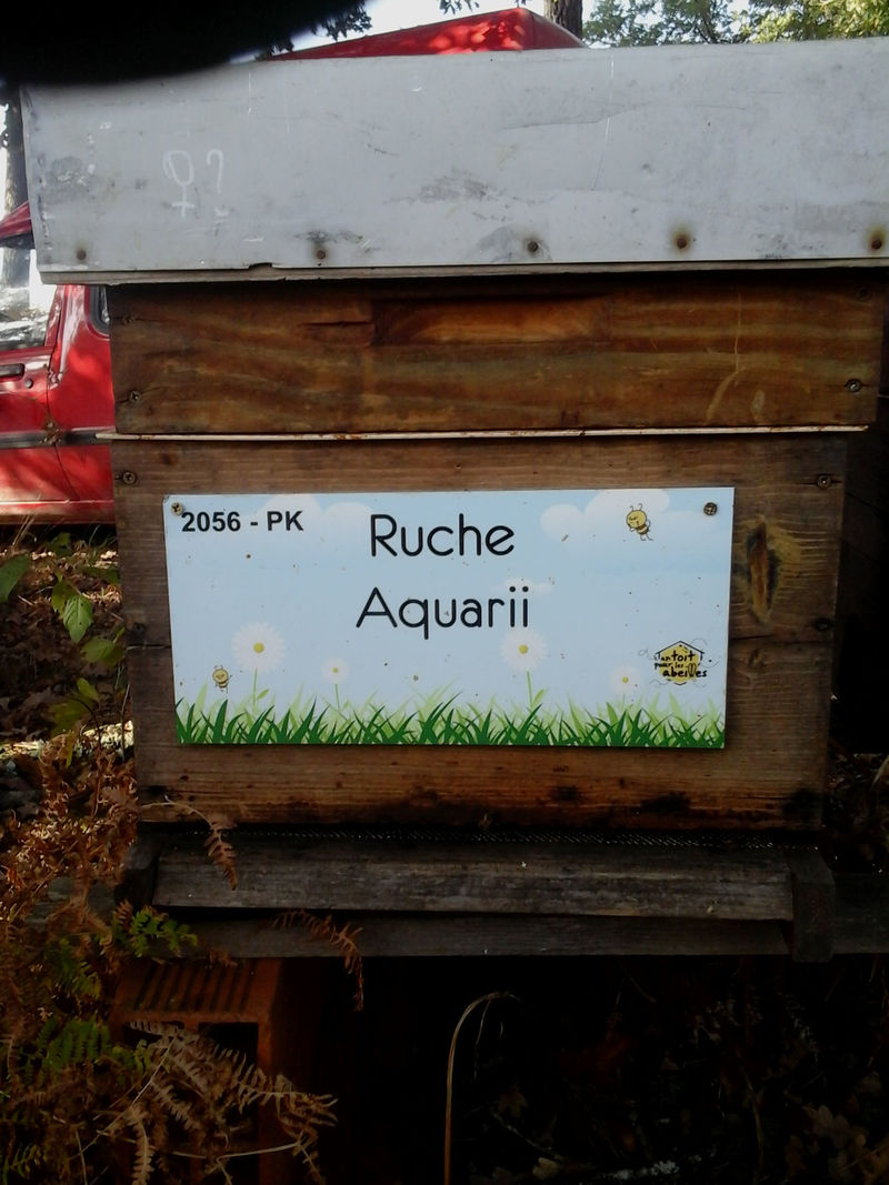 La ruche Aquarii