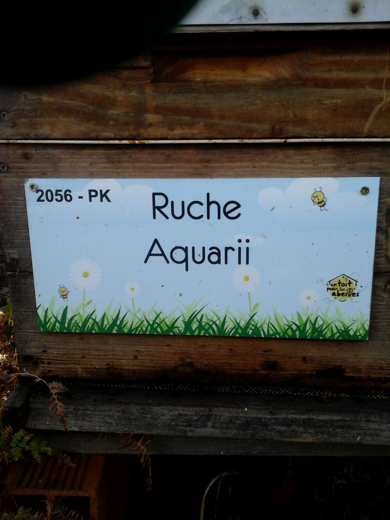 La ruche Aquarii