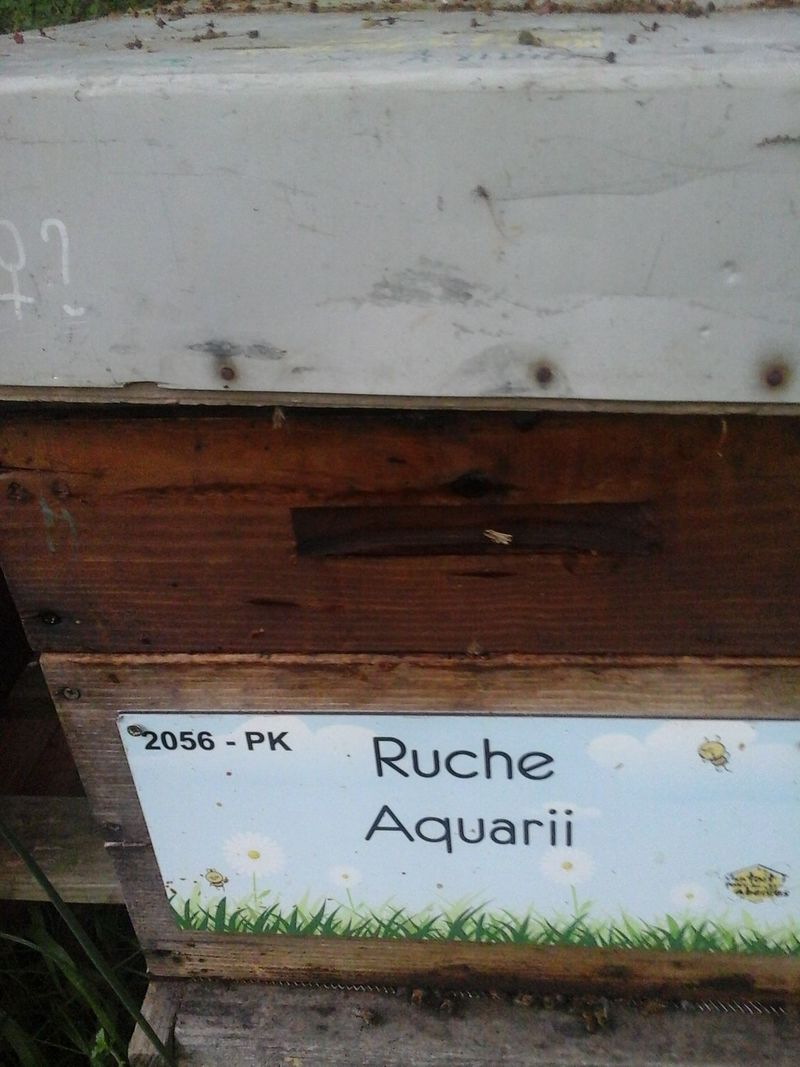 La ruche Aquarii