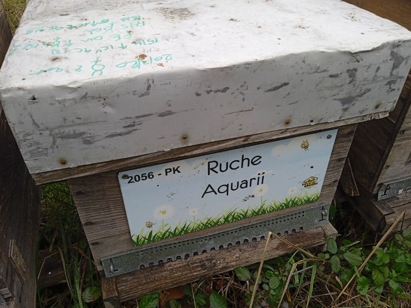 La ruche Aquarii