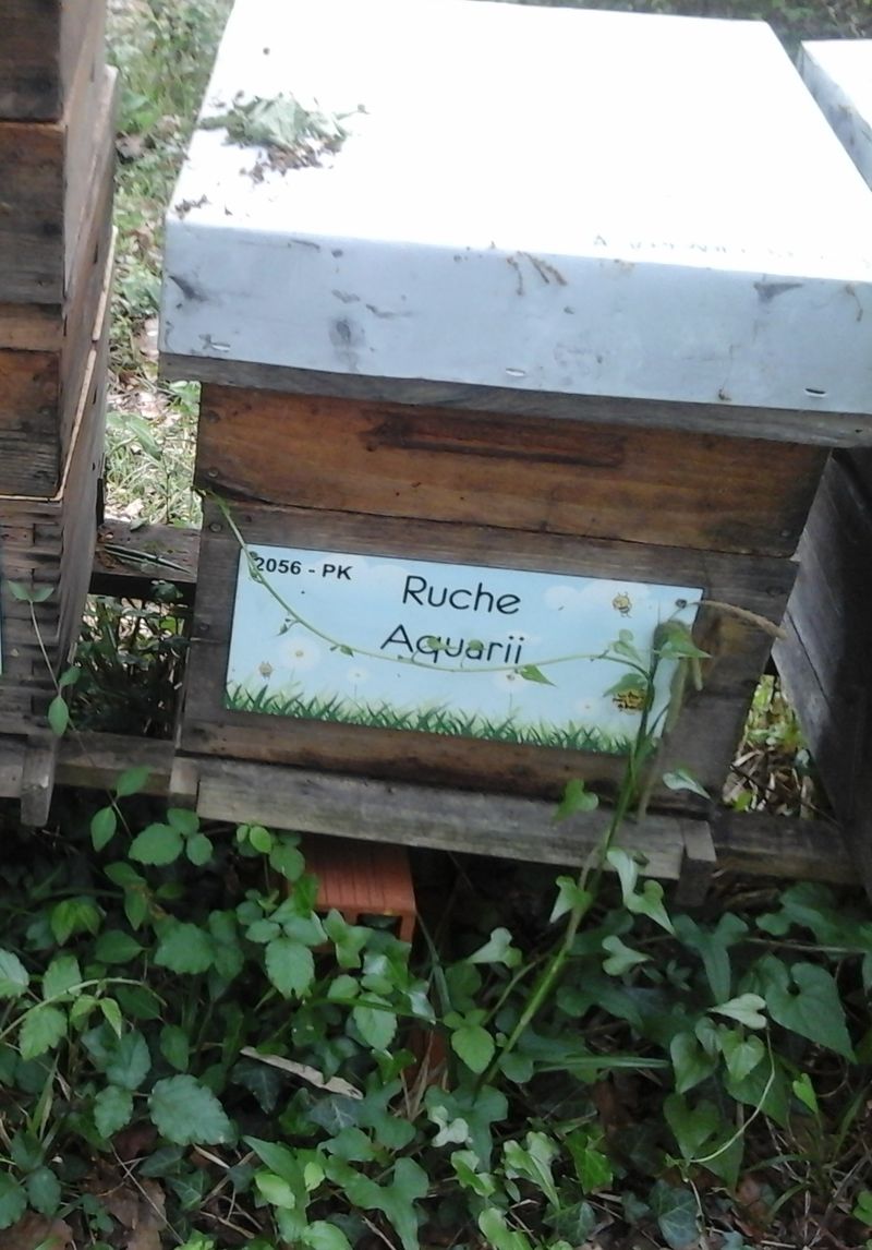 La ruche Aquarii