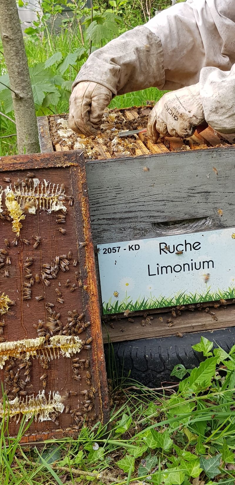 La ruche Limonium