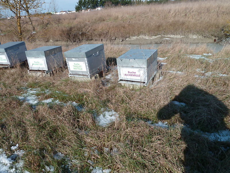 La ruche Traquet motteux