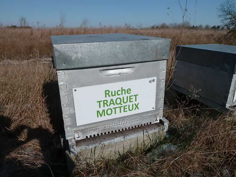 La ruche Traquet motteux