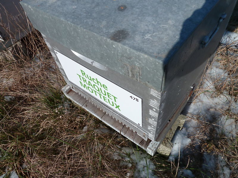 La ruche Traquet motteux