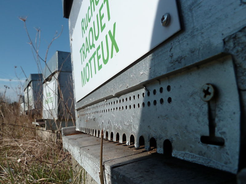 La ruche Traquet motteux