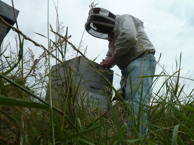 La ruche Traquet motteux