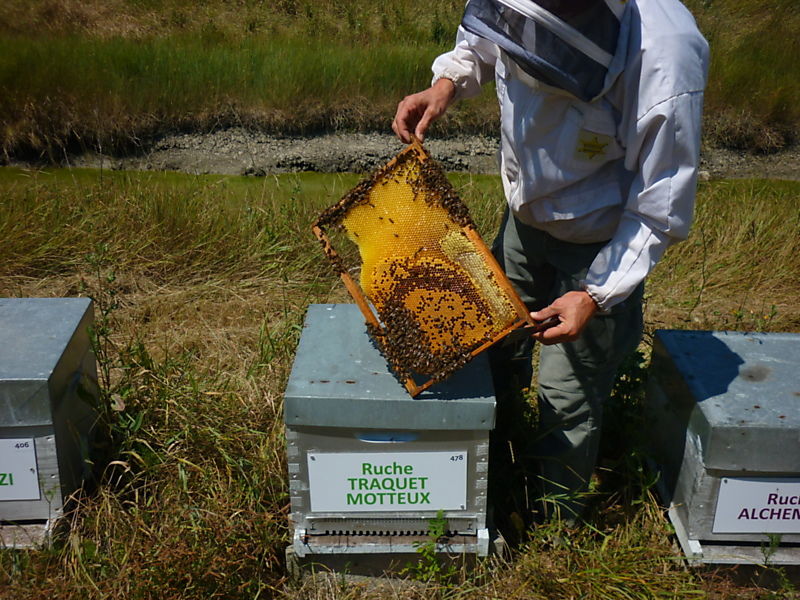 La ruche Traquet motteux