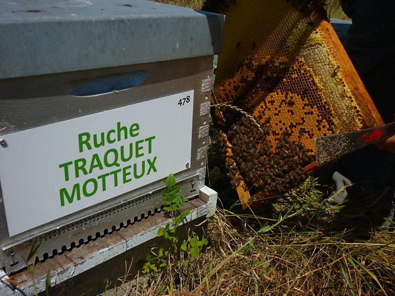 La ruche Traquet motteux