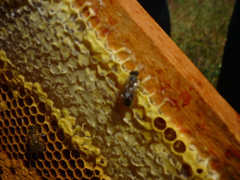 La ruche Traquet motteux