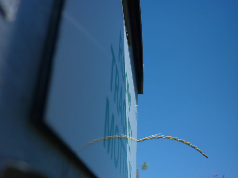 La ruche Traquet motteux