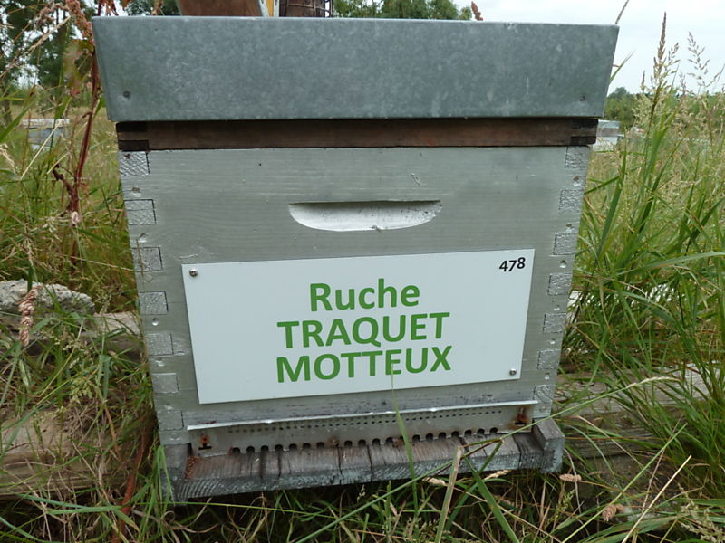 La ruche Traquet motteux