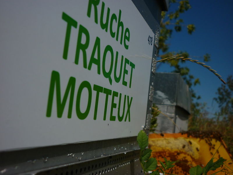 La ruche Traquet motteux