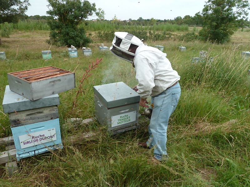La ruche Traquet motteux