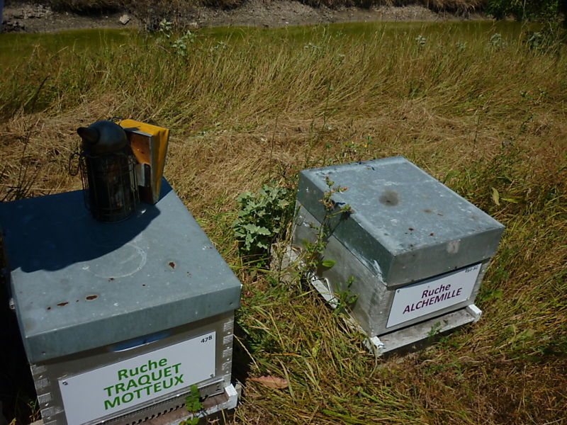 La ruche Traquet motteux