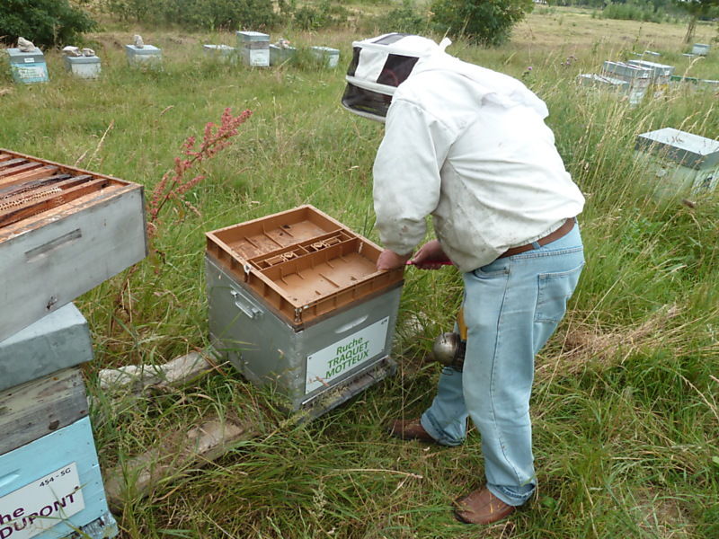 La ruche Traquet motteux