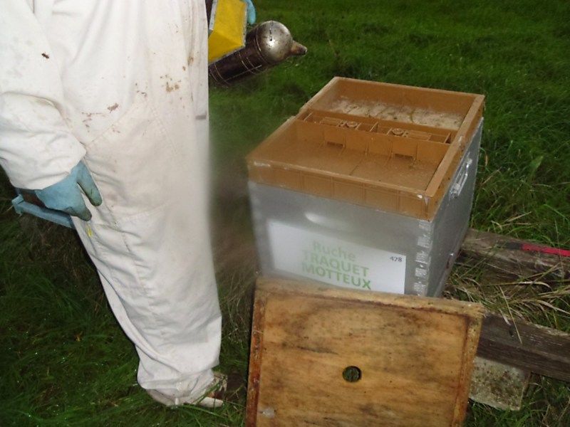 La ruche Traquet motteux