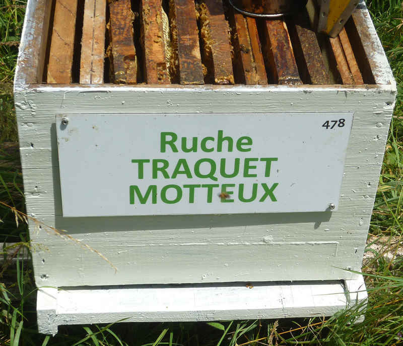La ruche Traquet motteux