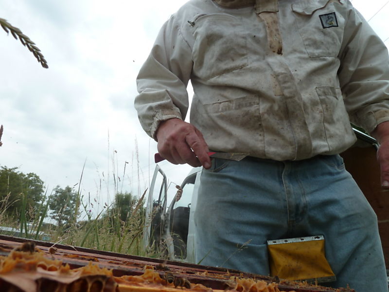 La ruche Traquet motteux