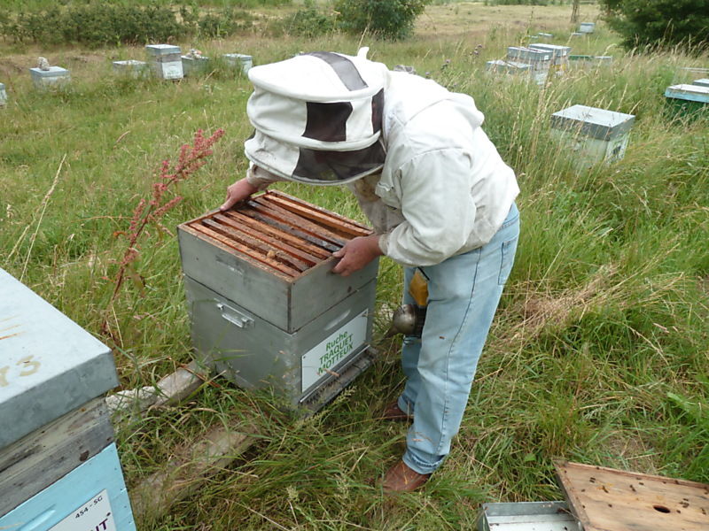 La ruche Traquet motteux