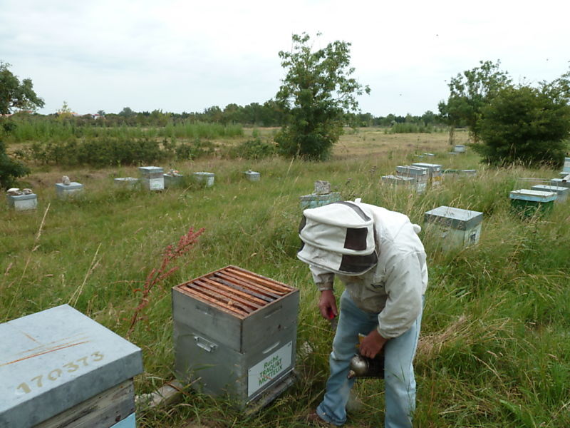 La ruche Traquet motteux