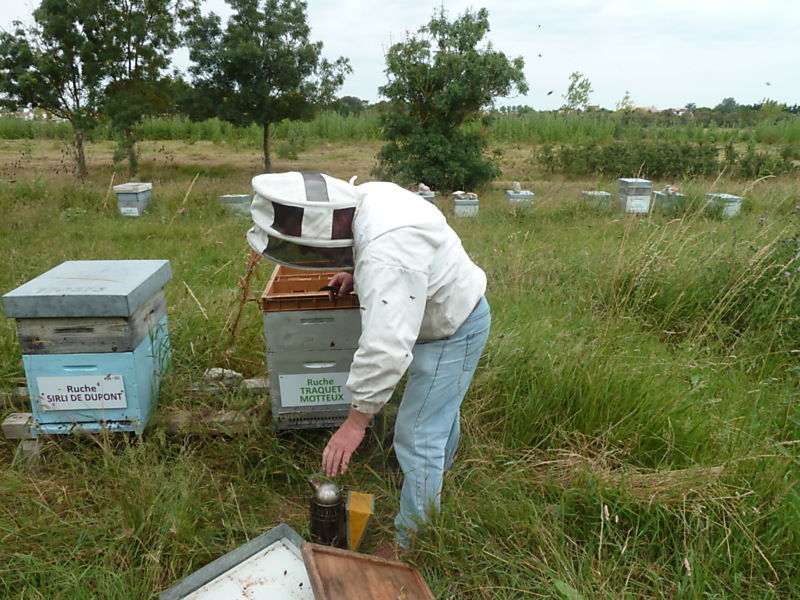 La ruche Traquet motteux