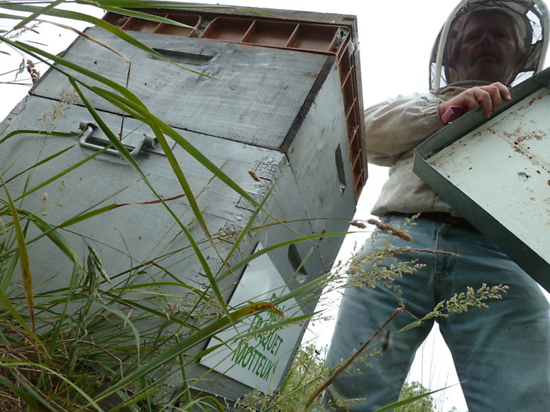 La ruche Traquet motteux